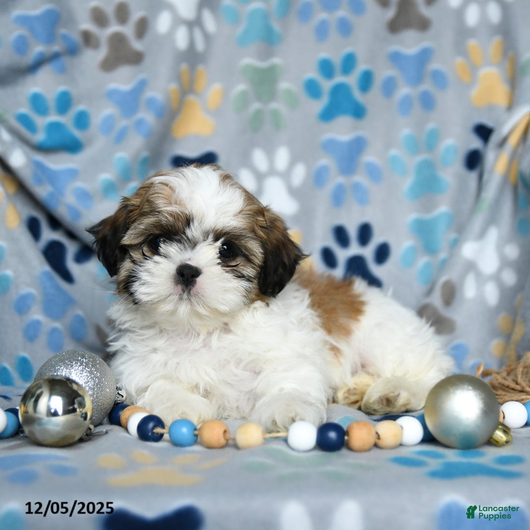 Shih Tzu dogs for sale: Joy - Ad 4