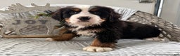 Bernese Mountain Dog dogs for sale: Barney - Ad 5