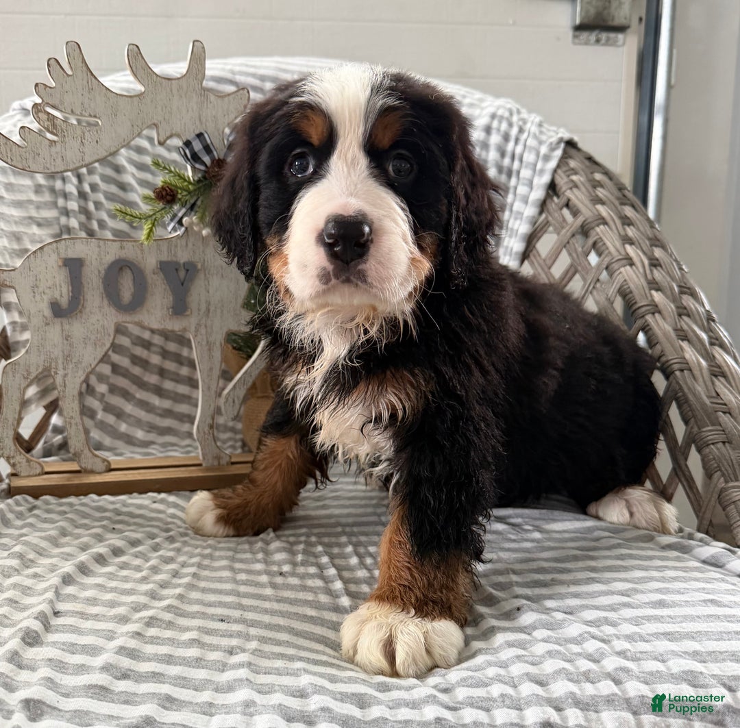 Bernese Mountain Dog dogs for sale: Barney - Ad 5