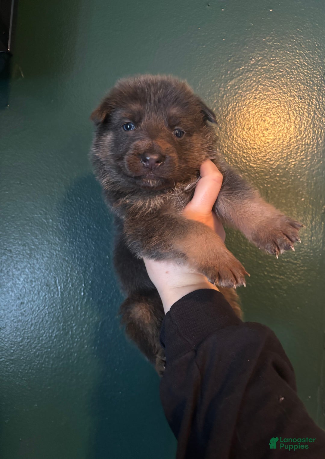 German Shepherd dogs for sale: German Shepherd Puppy 1 - Ad 1