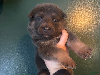 German Shepherd dogs German Shepherd Puppy 1 - Ad 36