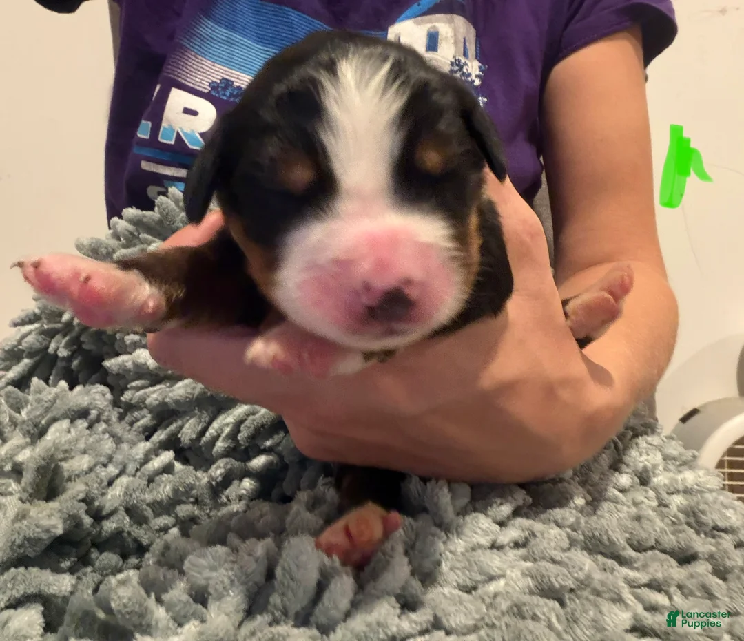 Bernese Mountain Dog dogs for sale: Green - Ad 2