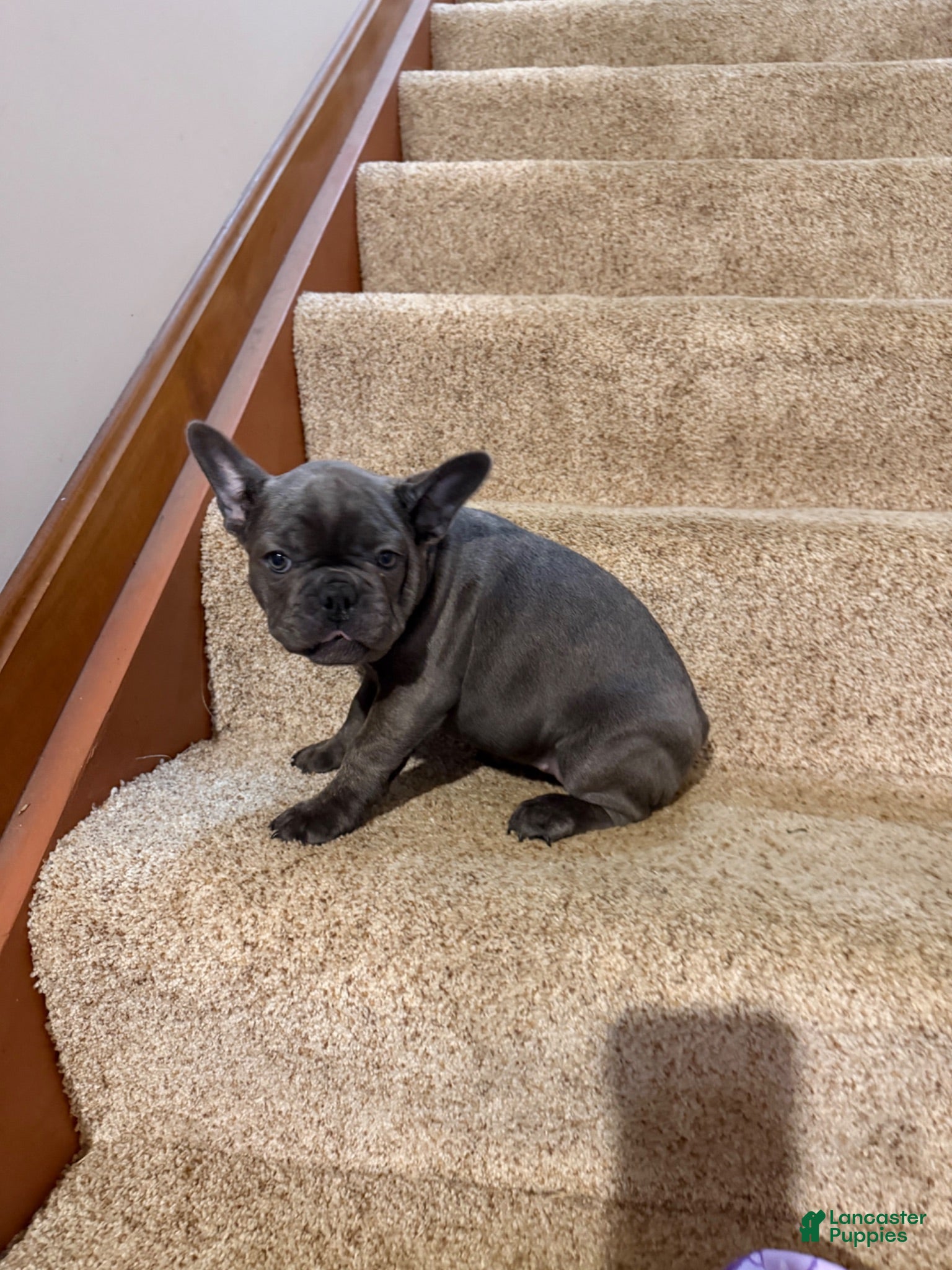 French Bulldog dogs Jace - Ad 1