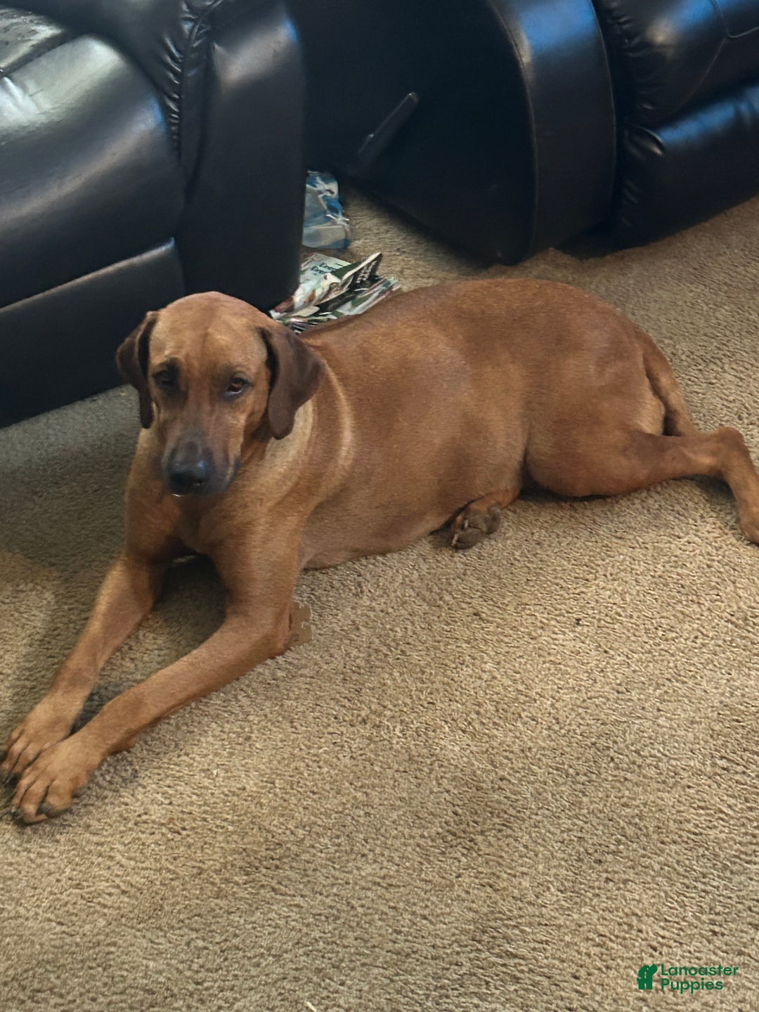 Rhodesian Ridgeback dogs for sale: Rhodesian Ridgeback Puppy 5 - Ad 2