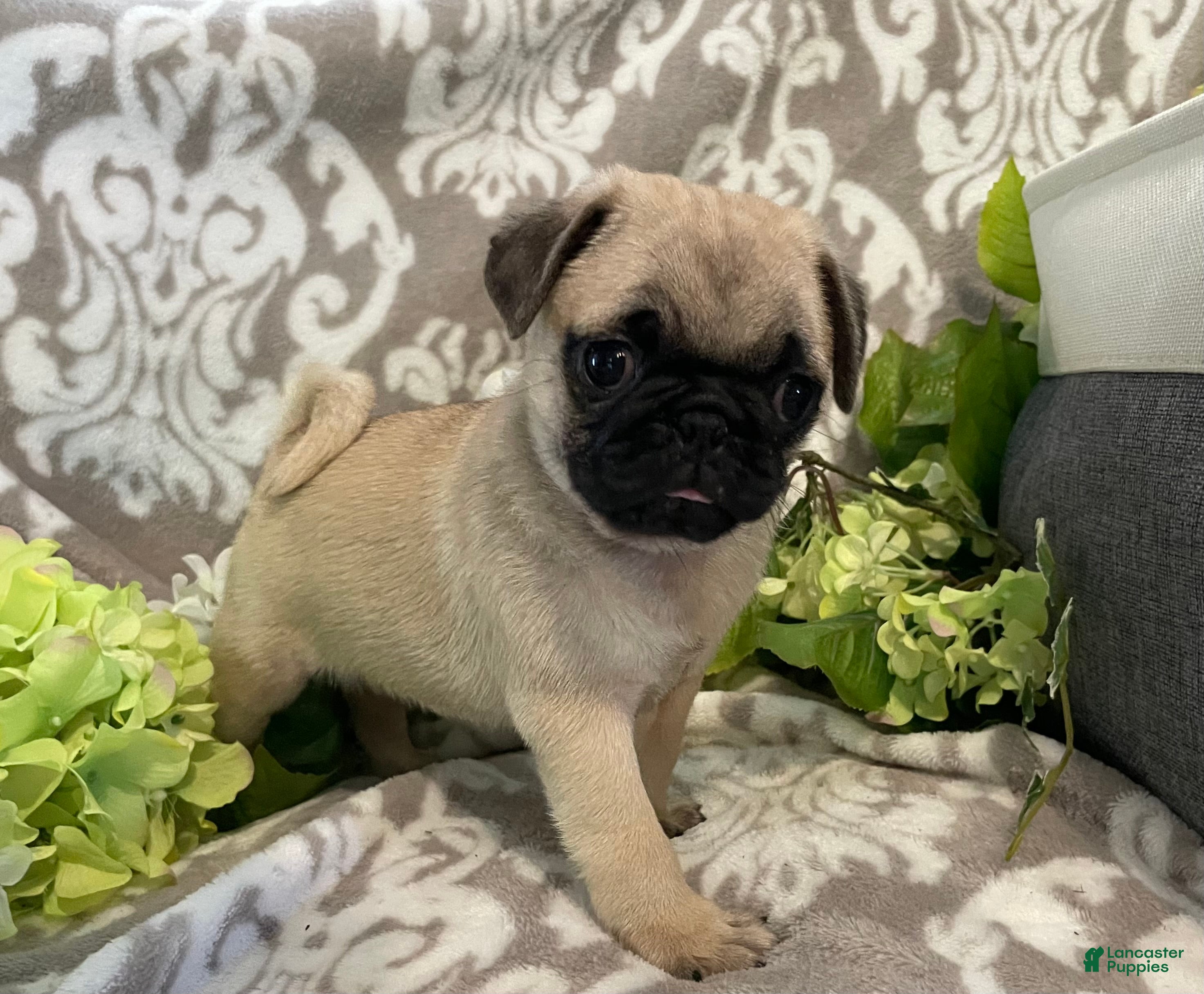 Pug dogs Ranger - Ad 2
