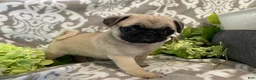 Pug dogs for sale: Ranger - Ad 2