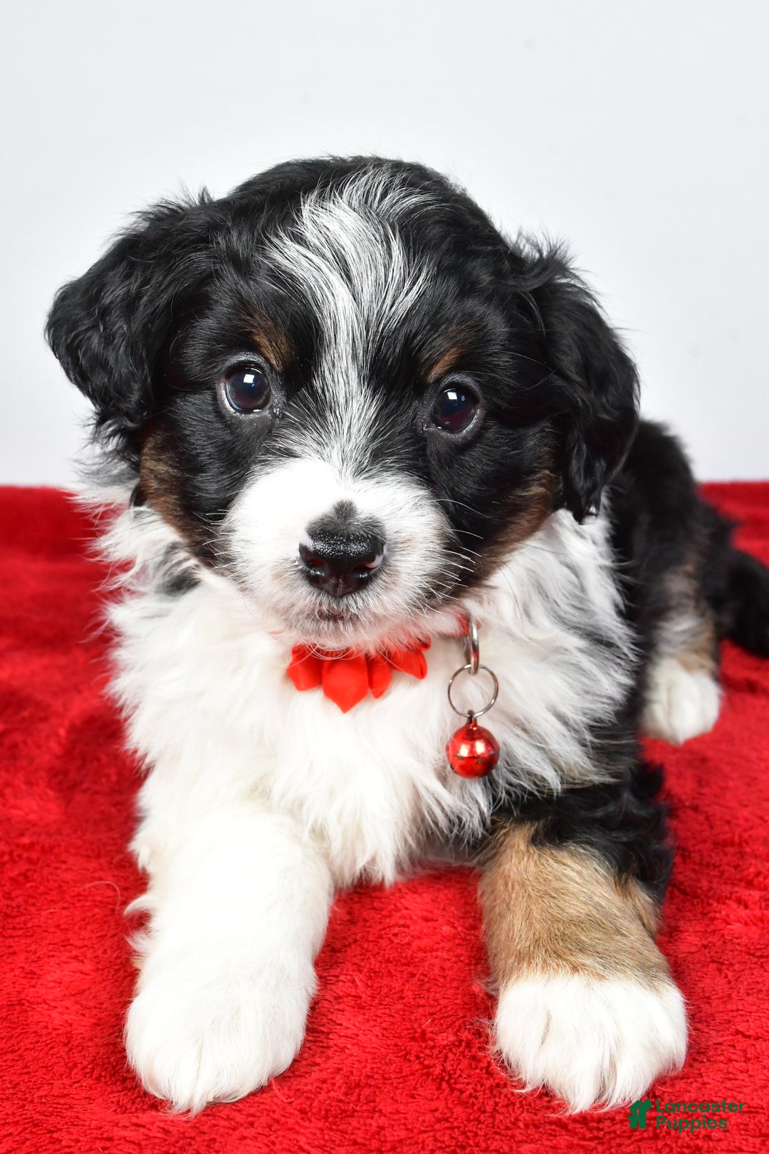 Mini Aussiedoodle dogs for sale: Sabrina - Ad 6