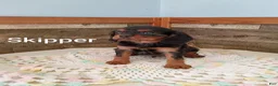 Cavalier King Charles Spaniel dogs for sale: Skipper - Ad 2