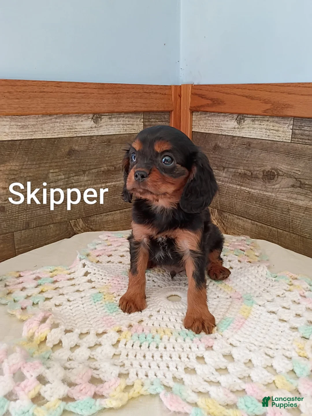 Cavalier King Charles Spaniel dogs for sale: Skipper - Ad 2