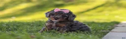 Miniature Poodle dogs for sale: Lexi - Ad 3