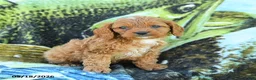 Cavapoo dogs for sale: Michael  - Ad 3
