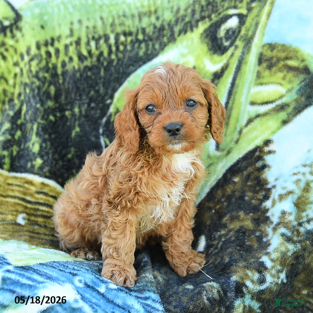 Cavapoo dogs for sale: Michael  - Ad 3