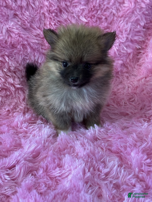 Pomeranian dogs Pomeranian 1 - Ad 2