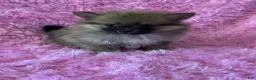 Pomeranian dogs for sale: Pomeranian 1 - Ad 2