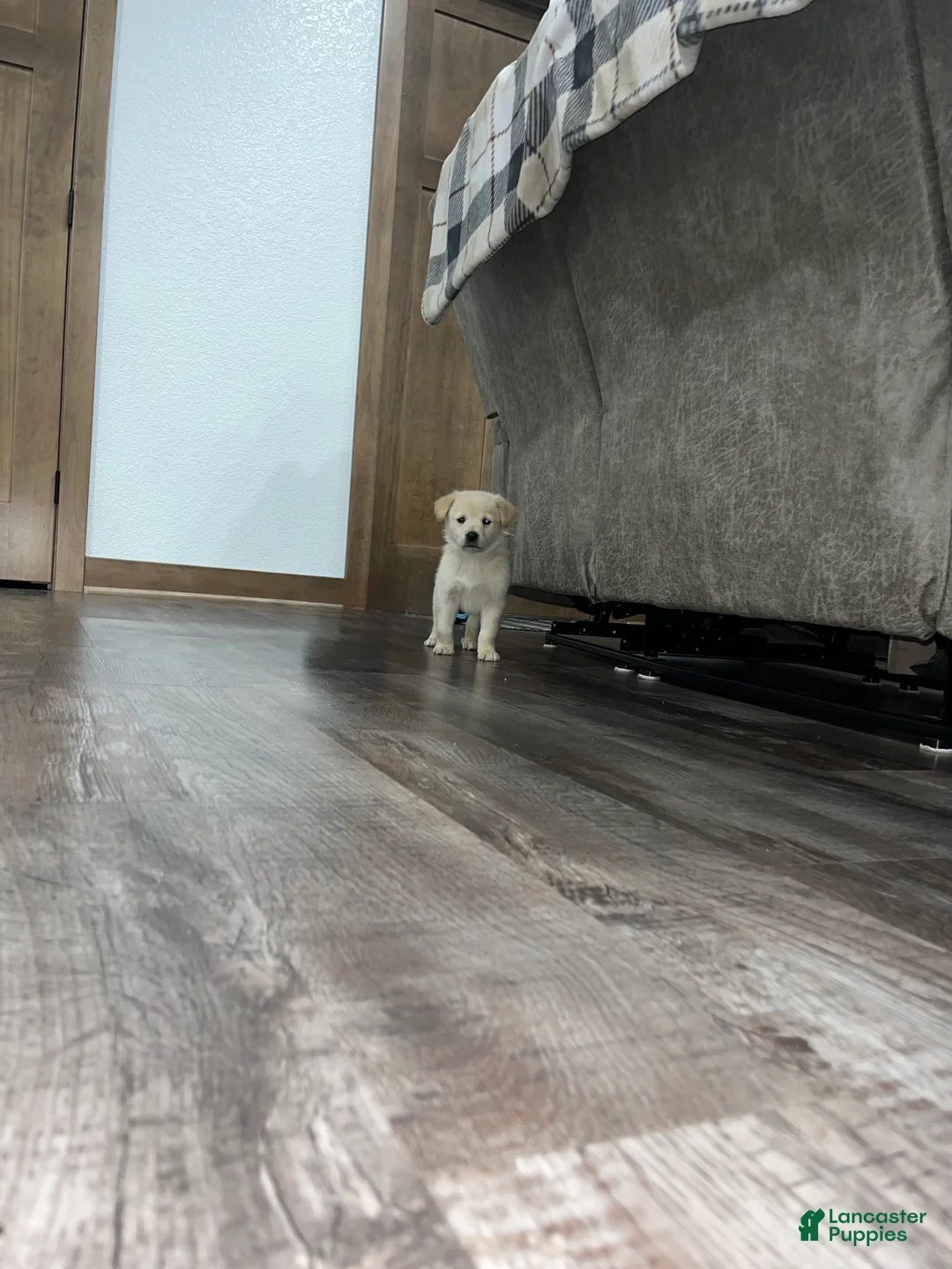 Mixed Breed dogs for sale: Lucy💕 - Ad 4