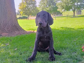 Great Dane dogs Tootsie - Ad 3