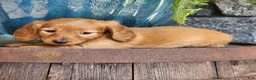 Miniature Dachshund dogs for sale: Molly - Ad 9
