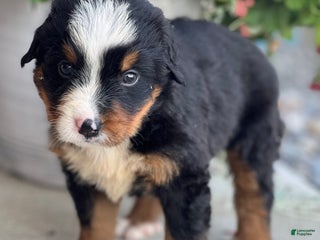 Bernese Mountain Dog dogs - Ad 39