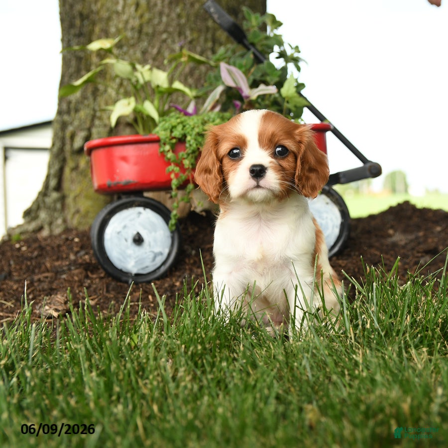 Cavalier King Charles Spaniel dogs Melody - Ad 2