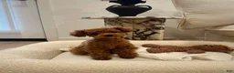 Toy Poodle dogs for sale: Meet Soso - Ad 3