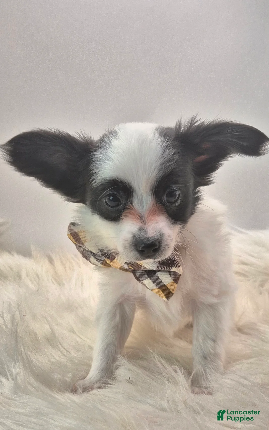Papillon dogs for sale: Orange boy(Snoopy) - Ad 3