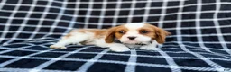 Cavalier King Charles Spaniel dogs for sale: Gunner - Ad 5