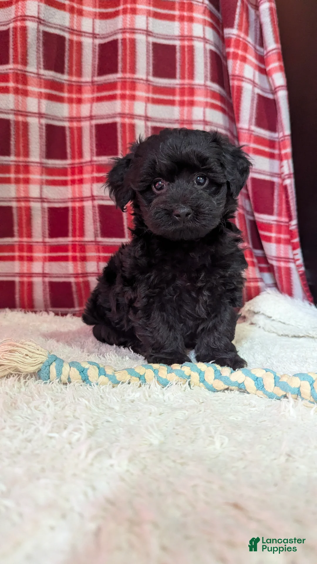 Yorkiepoo dogs for sale: Theo - Ad 4