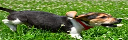 Beagle dogs for sale: Vance - Ad 5