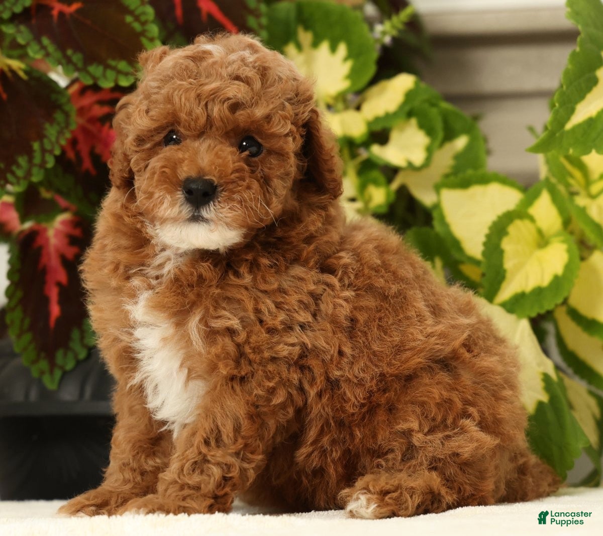 Miniature Poodle dogs Bingo - Ad 2