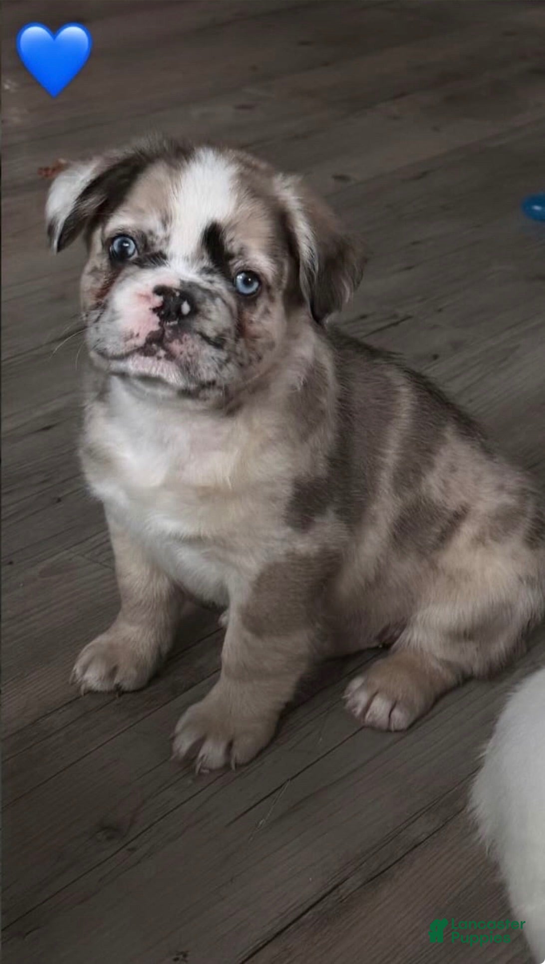 French Bulldog dogs Bruce  - Ad 7