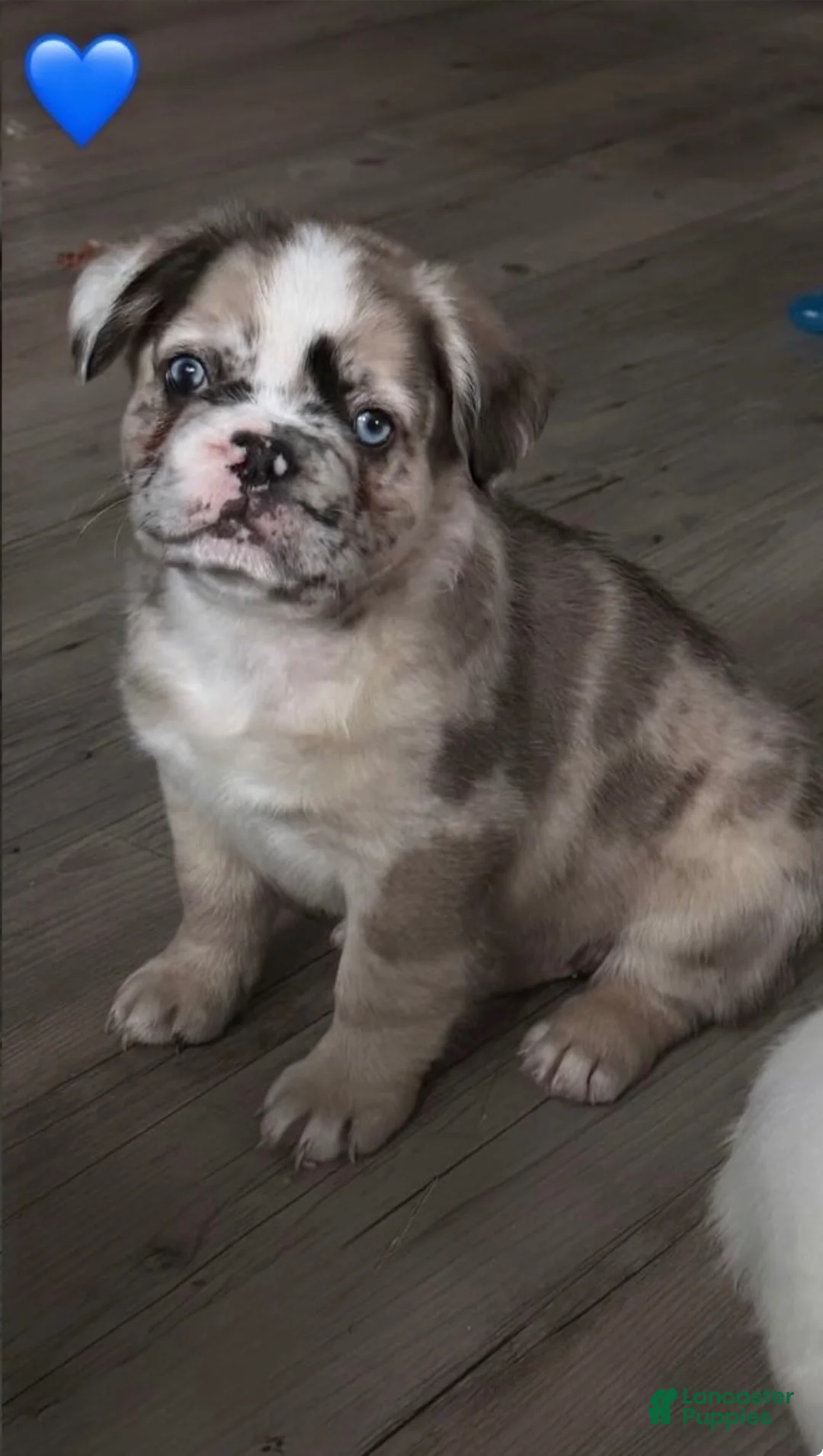 French Bulldog dogs for sale: Bruce  - Ad 1