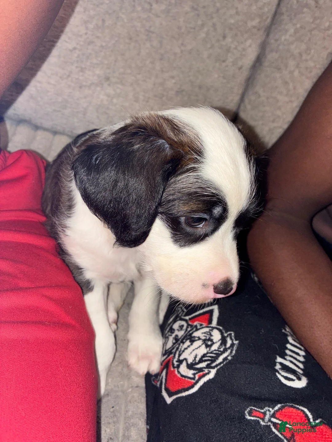 Mixed Breed dogs for sale: Mixed Breed 1 - Ad 2