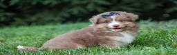 Miniature Australian Shepherd dogs for sale: LUCKY - Ad 9