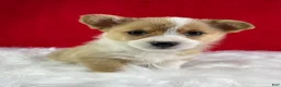 Welsh Corgi Pembroke dogs for sale: Poppy - Ad 1
