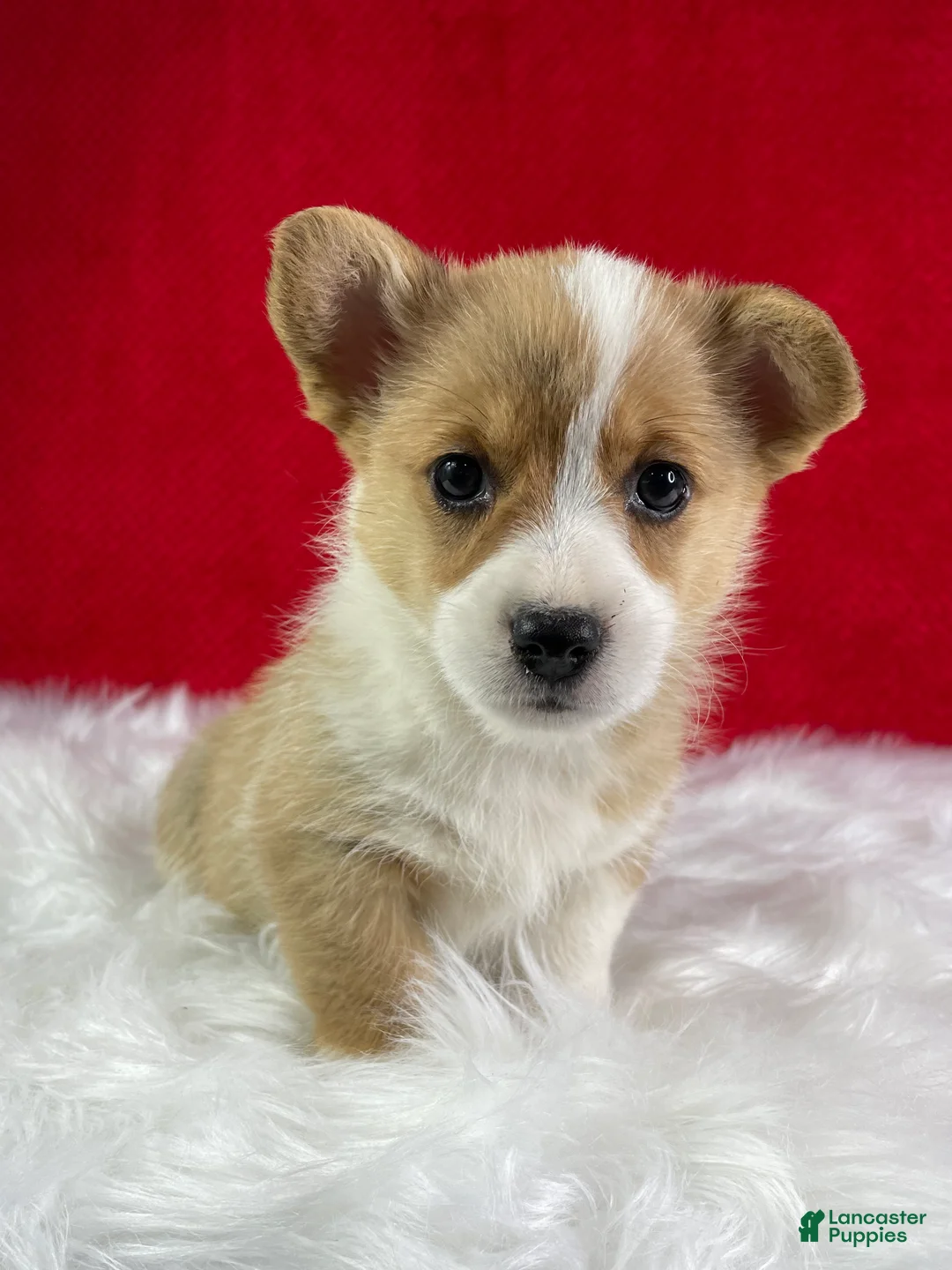 Welsh Corgi Pembroke dogs for sale: Poppy - Ad 1
