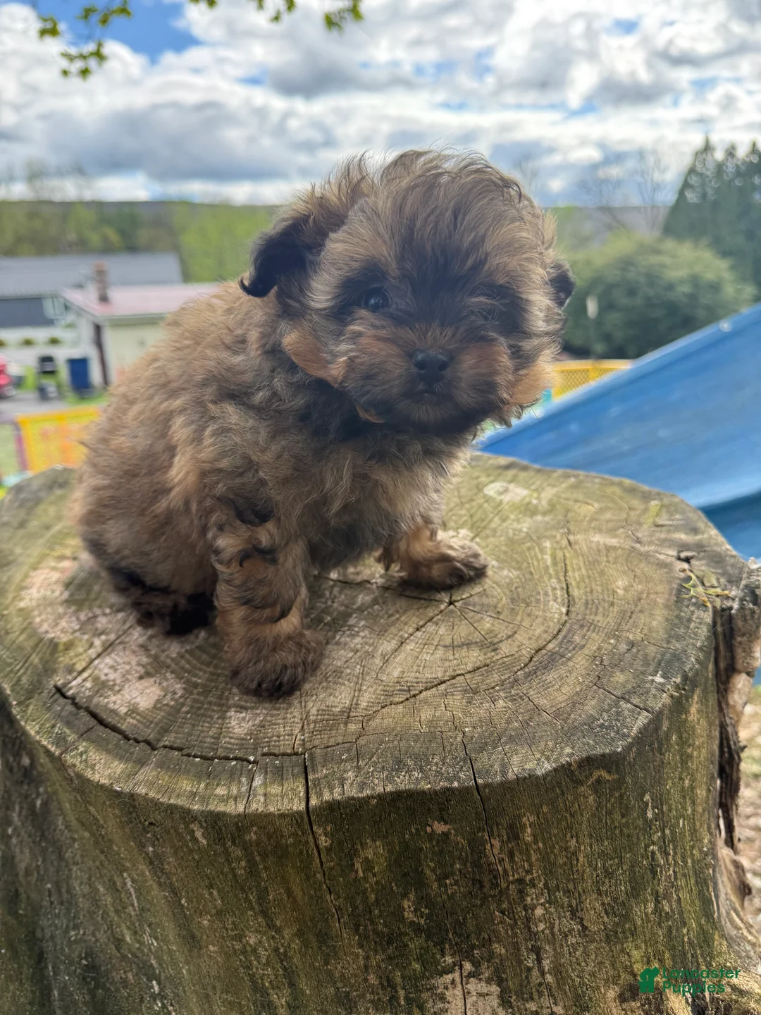 Pomapoo dogs for sale: Pomapoo Puppy 1 - Ad 1