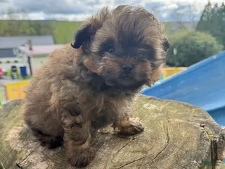 Pomapoo dogs Pomapoo Puppy 1 - Ad 9