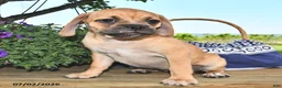 Puggle dogs for sale: Savannah - Ad 3