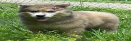 Siberian Husky dogs for sale: REYNA - Ad 17