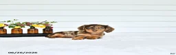 Miniature Dachshund dogs for sale: Precious - Ad 5