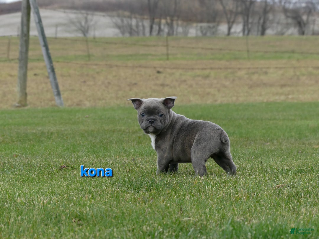 Frenchton dogs for sale: Kona - Ad 4