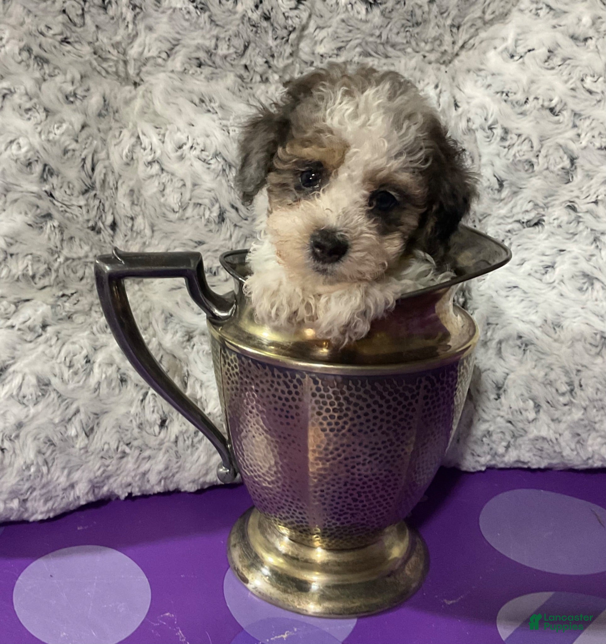 Miniature Poodle dogs Jewels - Ad 1