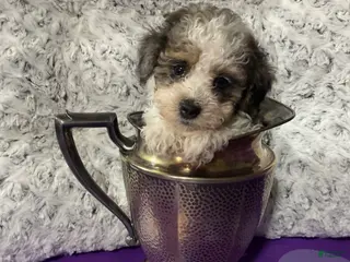 Miniature Poodle dogs for sale: Jewels - Ad 2
