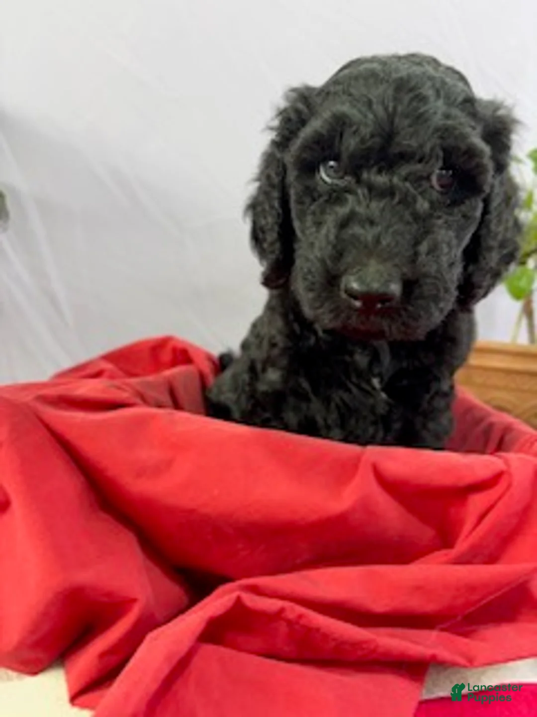 Goldendoodle dogs for sale: Stanley - Ad 1