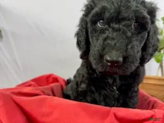 Goldendoodle dogs Stanley - Is Ready for His New Home - Ad 10