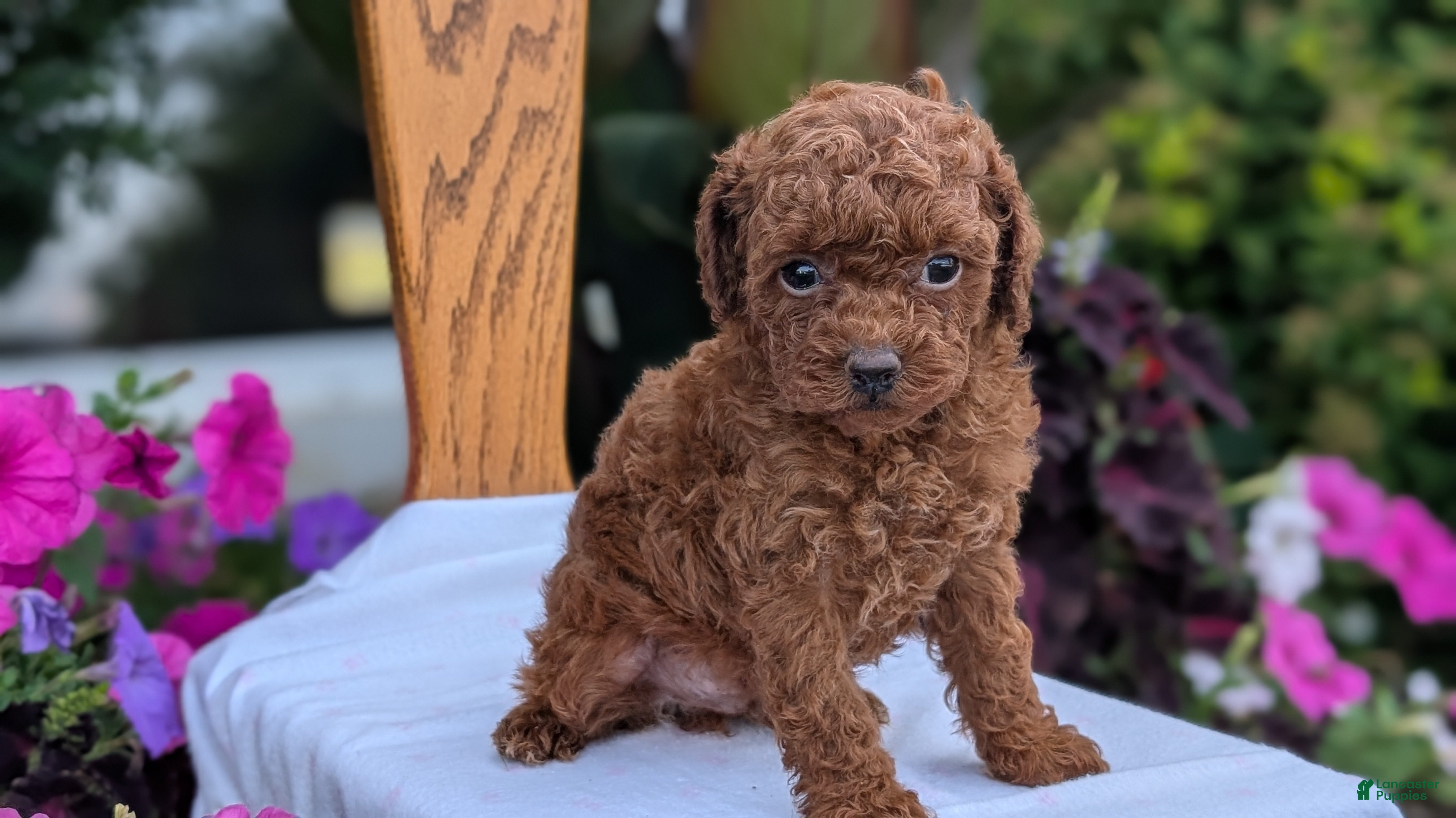 Toy Poodle dogs Zena - Ad 2