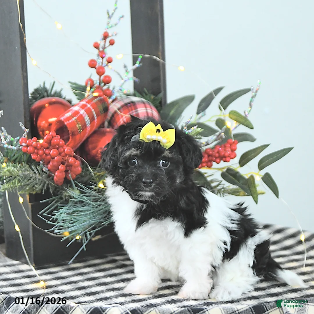 Havapoo dogs for sale: Ember - Ad 10