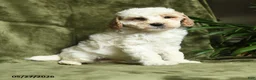 Miniature Poodle dogs for sale: Bubbles - Ad 5
