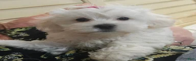 Sophie
