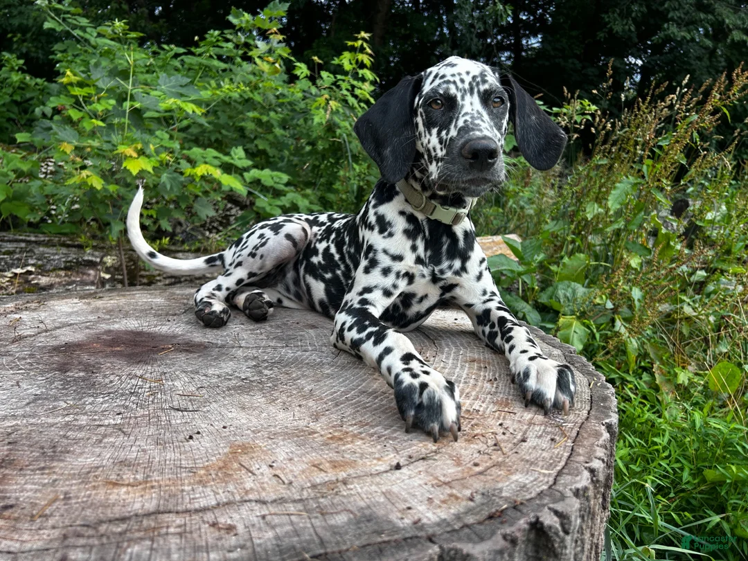 Dalmatian dogs for sale: Sydney - Ad 1